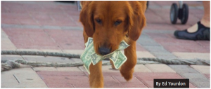 A dog carries dollar bills in its mouth.